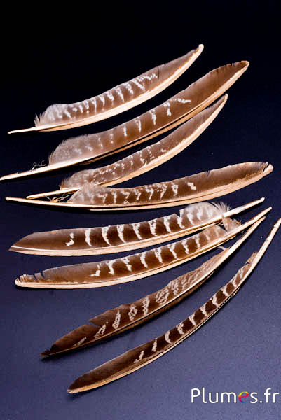 Fazant van Colchis gouden schacht - 18-22 cm - natuurlijk